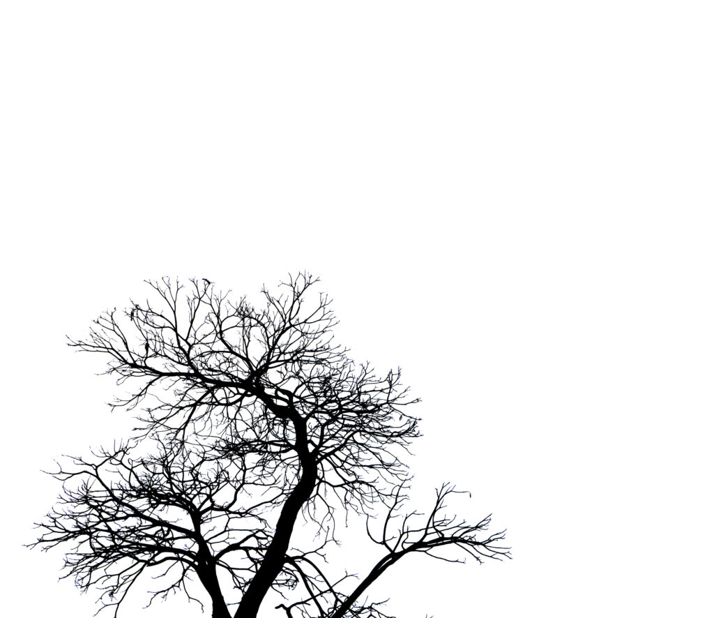 Large Vecteezy Silhouette Dead Tree And Branch Isolated On White 7763729 Large 1024x886